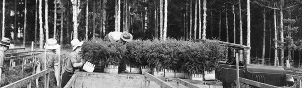 1930's black and white photo of Aaucaria seedlings being made ready at the nursery for replanting