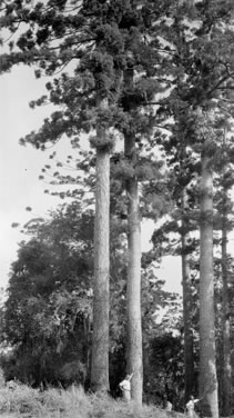 Black and white photo of surverying Araucaria plantation in 1952